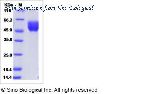 Sino Biological 16033-H08H image 1