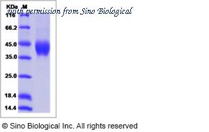 Sino Biological 16047-H08H image 1