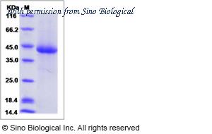Sino Biological 16055-H08H image 1