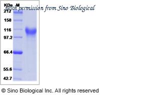 Sino Biological 16064-H08H image 1