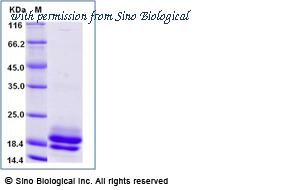 Sino Biological 16080-H07B image 1