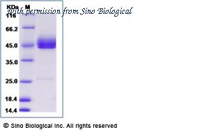 Sino Biological 16080-H38H image 1