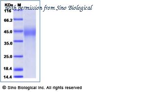 Sino Biological 16083-H08H image 1