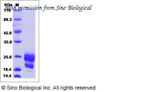 Sino Biological 16087-H08H image 1