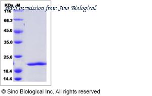 Sino Biological 16124-HNAE image 1