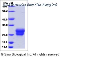 Sino Biological 16137-H08H image 1