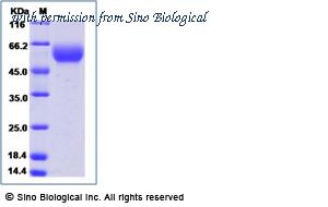 Sino Biological 16139-H08H image 1