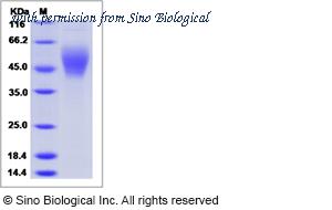 Sino Biological 16140-H08H image 1