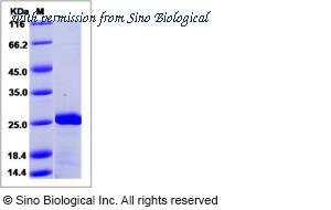 Sino Biological 16478-H07E image 1