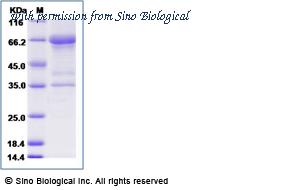 Sino Biological 17500-H07H image 1