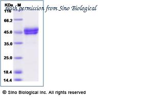 Sino Biological 29702-H08H1 image 1