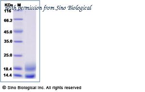 Sino Biological 29714-HNAH image 1