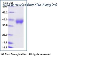 Sino Biological 29749-H08H image 1