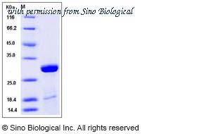 Sino Biological 40010-V07E image 1