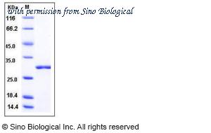 Sino Biological 40011-V07E image 1