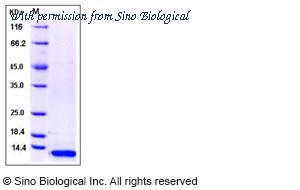 Sino Biological 40012-VNAE image 1