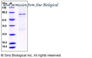 Sino Biological 40013-V20B image 1