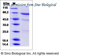 Sino Biological 40024-V08B image 1