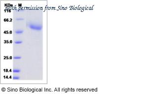 Sino Biological 40024-V08H1 image 1