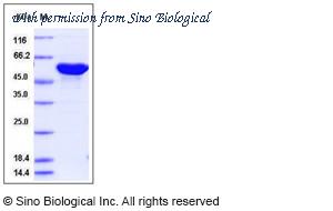 Sino Biological 40033-V08B image 1