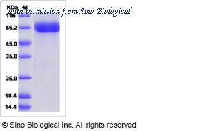 Sino Biological 40040-V07H image 1