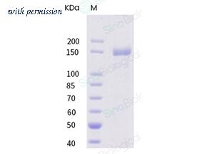 Sino Biological 40069-V08B image 1
