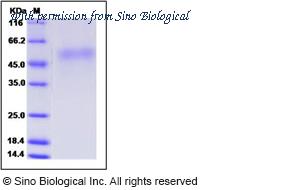 Sino Biological 40088-V08H1 image 1