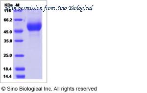 Sino Biological 40090-V08H1 image 1