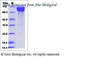 Sino Biological 40094-V02H1 image 1