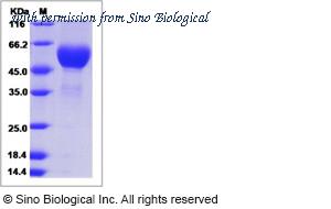 Sino Biological 40101-V08H1 image 1