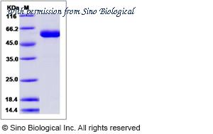 Sino Biological 40103-V08B image 1