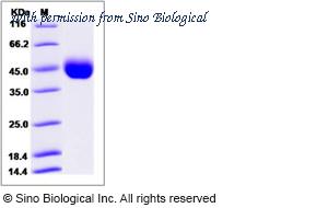 Sino Biological 40103-V08H1 image 1