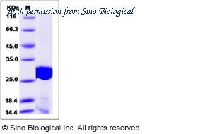 Sino Biological 40107-V08E image 1