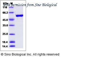 Sino Biological 40110-V08B image 1