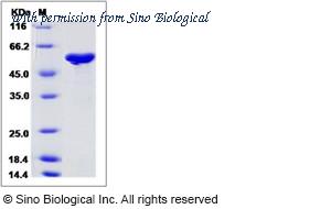 Sino Biological 40111-V08B image 1