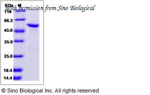 Sino Biological 40112-V10E image 1