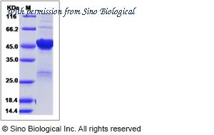 Sino Biological 40143-V08B image 1