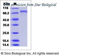 Sino Biological 40151-V08B image 1