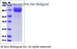 Sino Biological 40151-V08H1 image 1