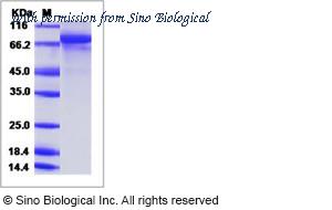 Sino Biological 40152-V08B image 1