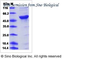 Sino Biological 40204-V08B image 1