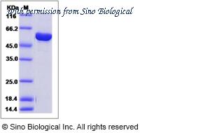 Sino Biological 40205-V08B image 1