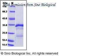 Sino Biological 40211-V07E image 1