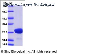 Sino Biological 40243-V08E image 1