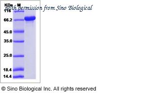 Sino Biological 40244-V07E1 image 1