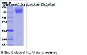 Sino Biological 40251-V02H image 1