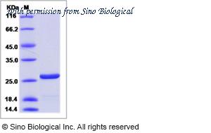 Sino Biological 40254-V08E image 1