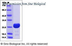 Sino Biological 40256-V08E image 1