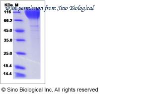 Sino Biological 40259-V08H1 image 1
