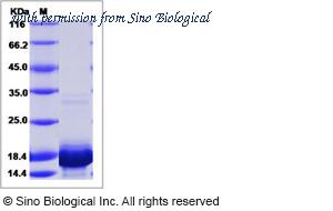 Sino Biological 40262-V07E image 1